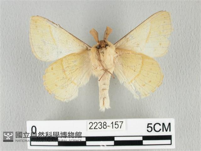 青枯葉蛾藏品圖，第2張