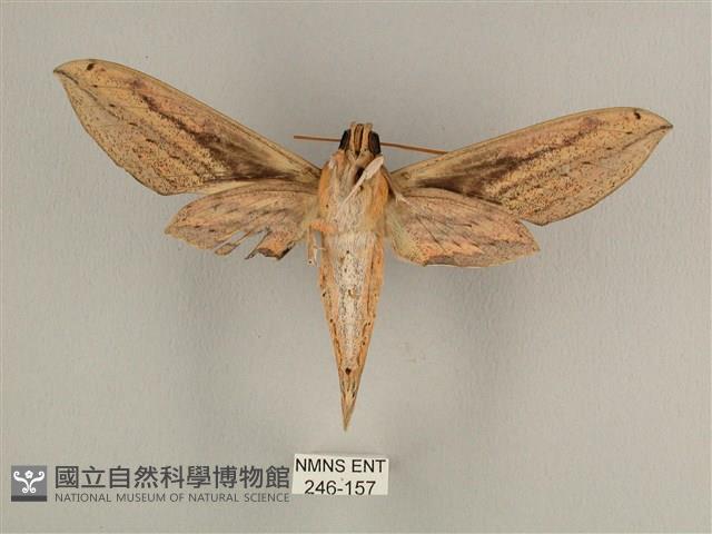 棕綠背線天蛾藏品圖，第2張