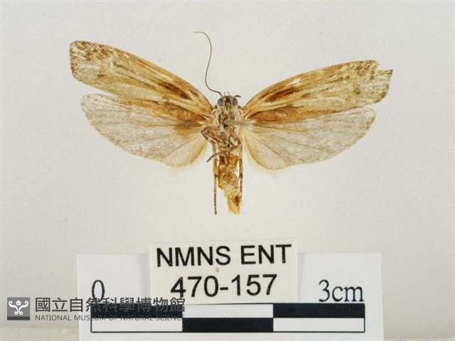 線紋篩蛾藏品圖，第2張