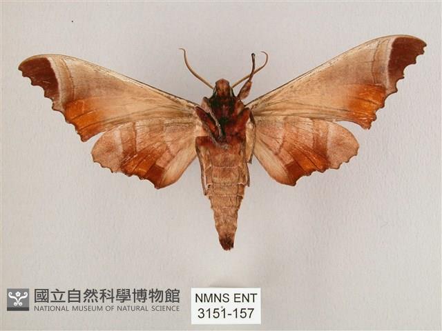 黑角六點天蛾藏品圖，第2張