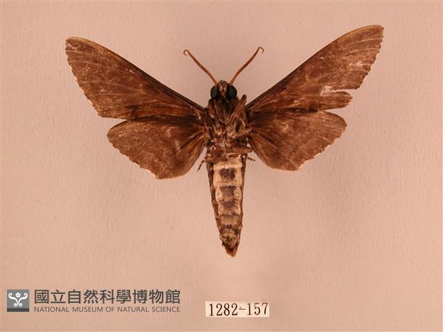 白星天蛾藏品圖，第2張