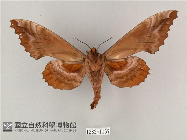 盾天蛾藏品圖，第2張