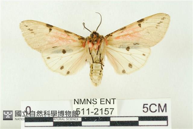 棍棒污燈蛾藏品圖，第2張