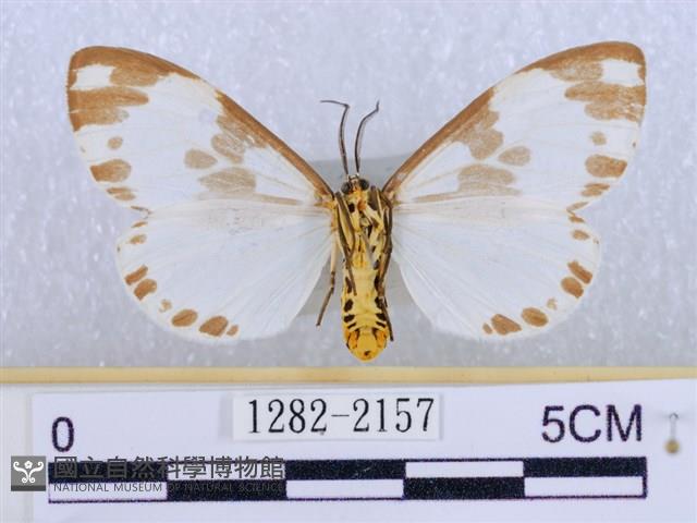 後凸蝶燈蛾藏品圖，第2張