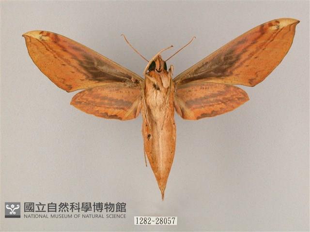 綠背斜紋天蛾藏品圖，第2張