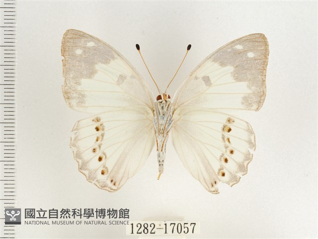 傲白蛺蝶藏品圖，第2張