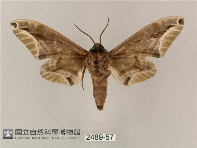 白點天蛾 藏品圖，第2張