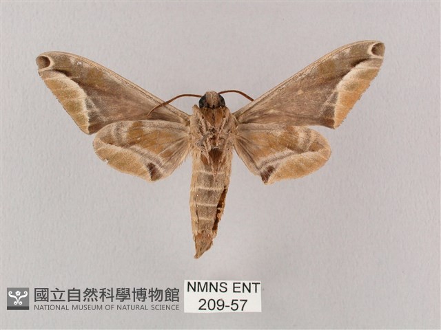 白點天蛾 藏品圖，第2張