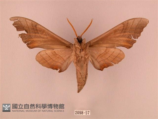 栗六點天蛾藏品圖，第2張