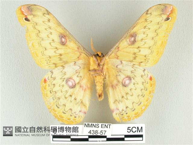 黃豹天蠶蛾藏品圖，第2張
