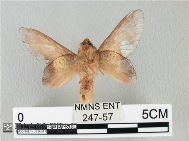 緣斑枯葉蛾藏品圖，第2張