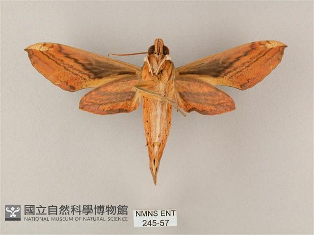 綠背斜紋天蛾藏品圖，第2張