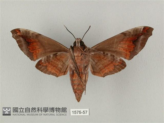 半緣缺角天蛾藏品圖，第2張