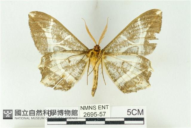 樹形尺蛾藏品圖，第2張