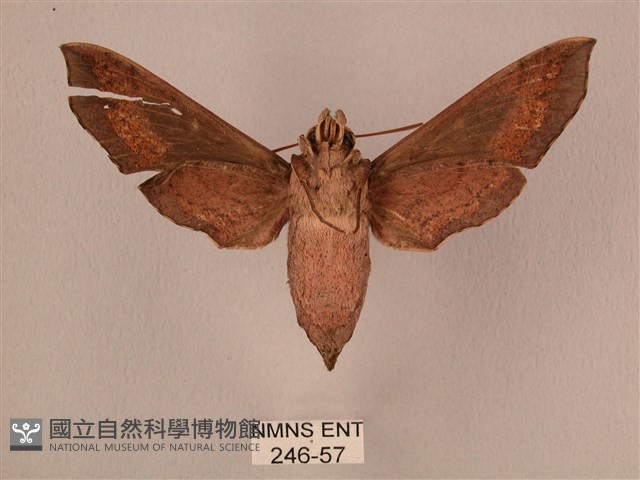 斜線天蛾藏品圖，第2張