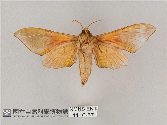 榆綠天蛾藏品圖，第2張