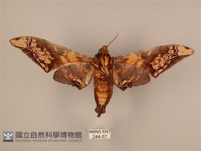 臀角斑天蛾藏品圖，第2張