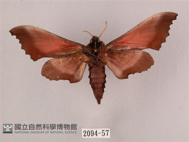 桃紅六點天蛾藏品圖，第2張