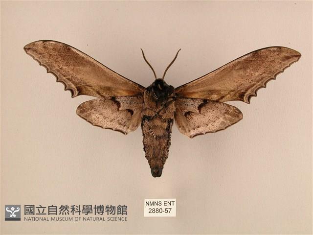 臺灣鋸翅天蛾藏品圖，第2張