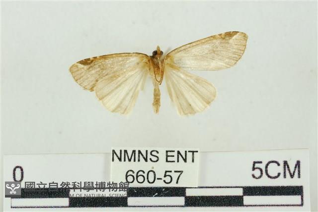 臺美波紋蛾藏品圖，第2張