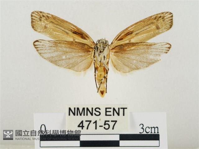 線紋篩蛾藏品圖，第2張