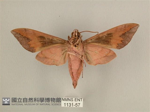 背中白天蛾藏品圖，第2張