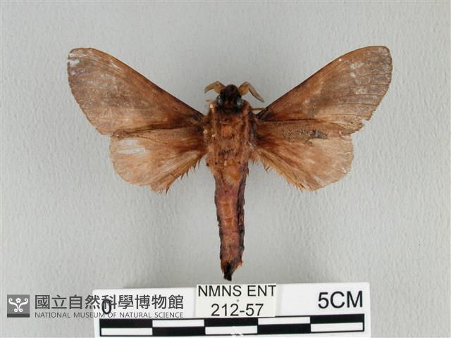 大褐斑枯葉蛾藏品圖，第2張