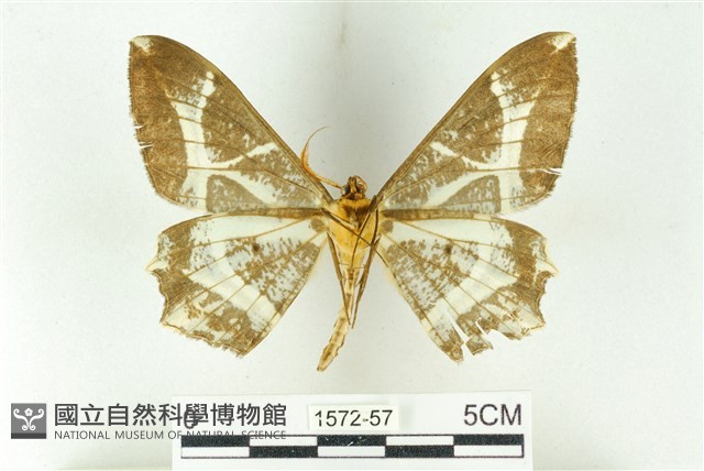 樹形尺蛾藏品圖，第2張