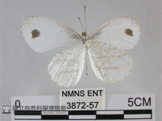 纖粉蝶藏品圖，第2張