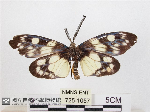 蓬萊茶斑蛾藏品圖，第2張