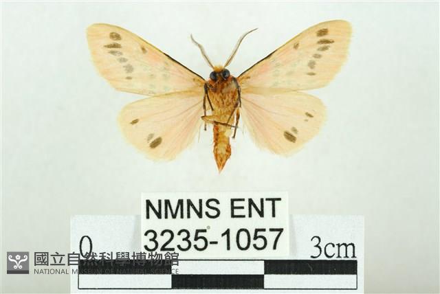 三條橙燈蛾藏品圖，第2張