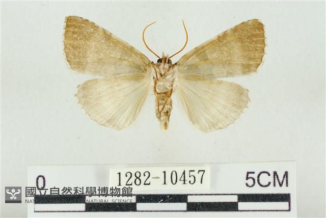 圍異波紋蛾藏品圖，第2張