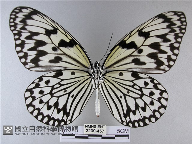 大白斑蝶藏品圖，第2張