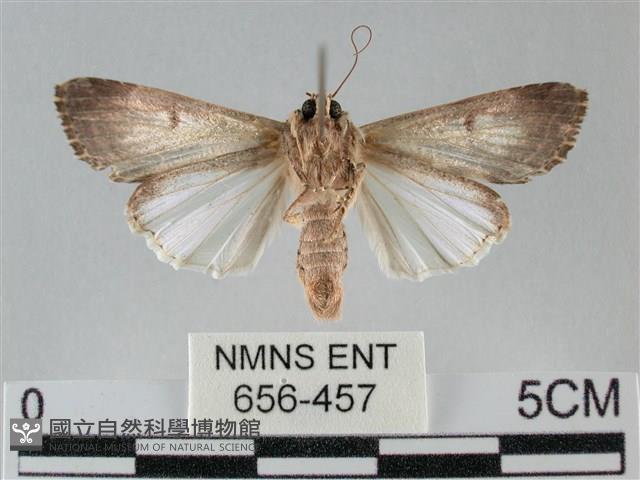 斜紋夜盜蛾藏品圖，第2張