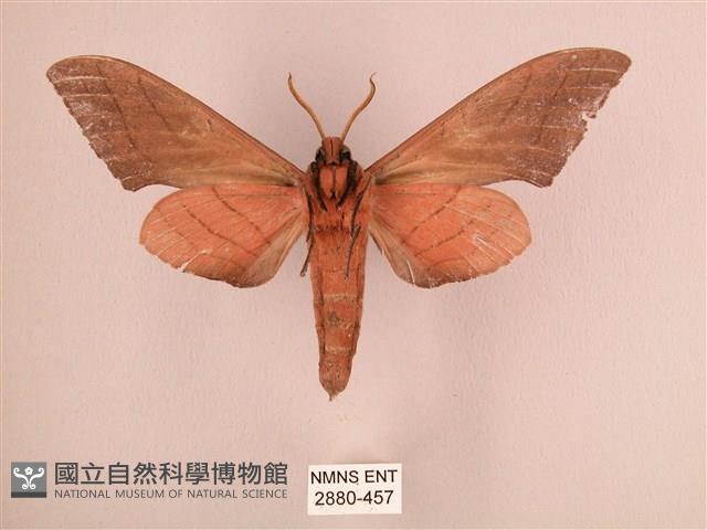 直翅六點天蛾藏品圖，第2張