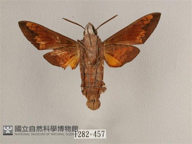 背帶長喙天蛾藏品圖，第2張