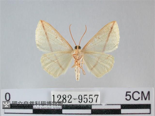 澄線尺蛾藏品圖，第2張