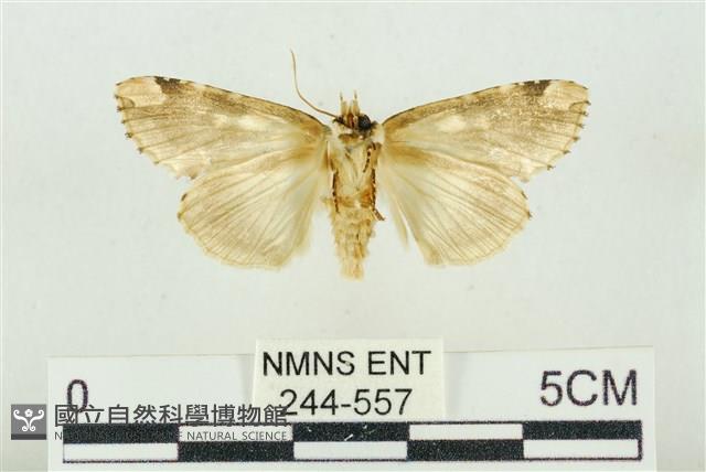 連珠波紋蛾藏品圖，第2張