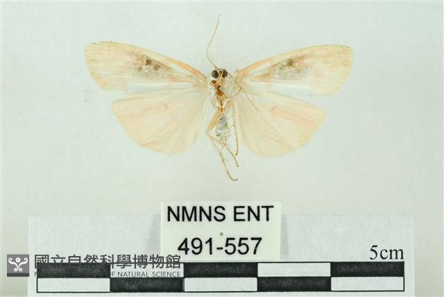 臺雪苔蛾藏品圖，第2張