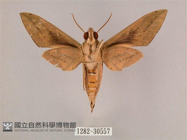 背帶斜紋天蛾藏品圖，第2張