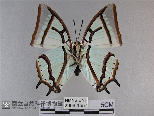 小雙尾蛺蝶藏品圖，第2張