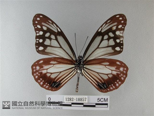 大絹斑蝶藏品圖，第2張