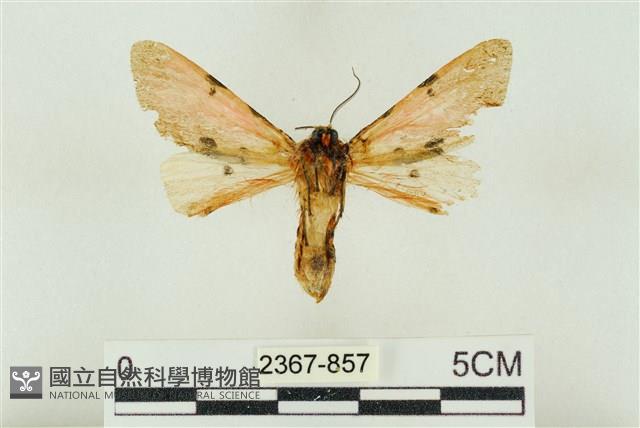 棍棒污燈蛾藏品圖，第2張