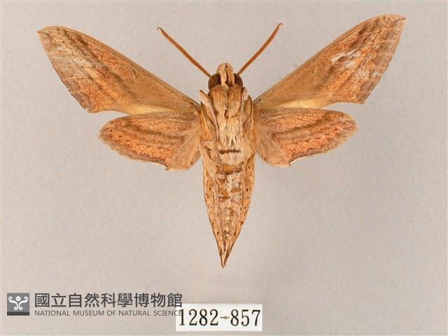 雙線條紋天蛾藏品圖，第2張