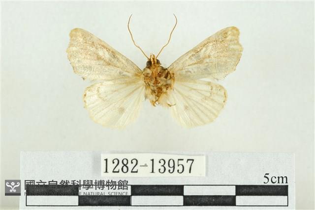 紅暈散紋夜蛾藏品圖，第2張