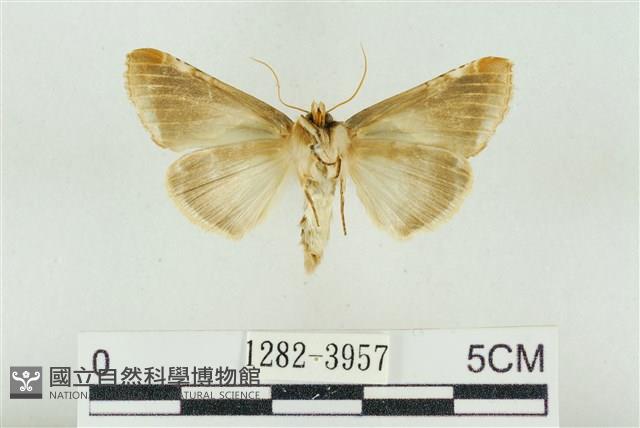 印華波紋蛾藏品圖，第2張