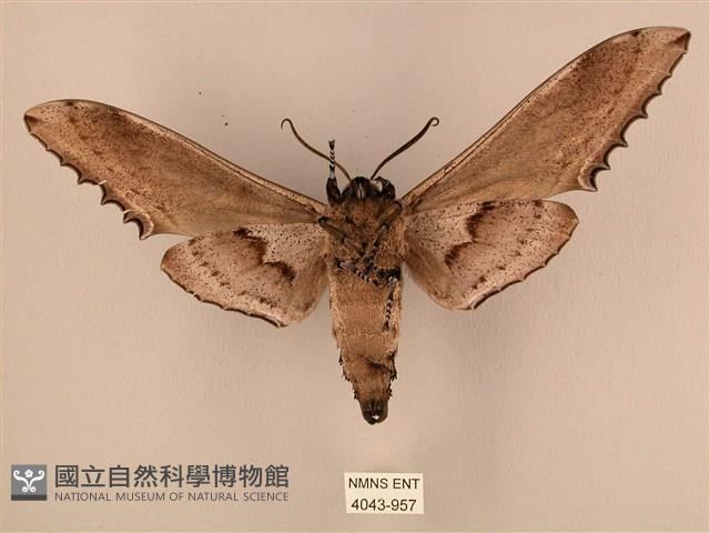 臺灣鋸翅天蛾藏品圖，第2張