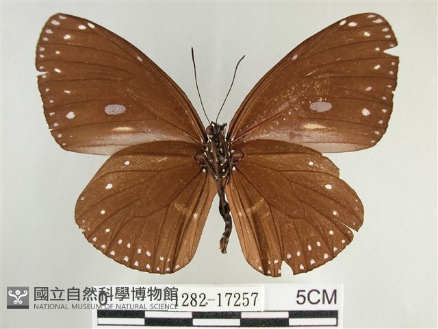 圓翅紫斑蝶藏品圖，第2張