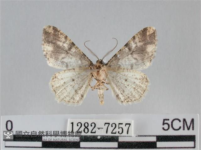 雙峰霜尺蛾藏品圖，第2張