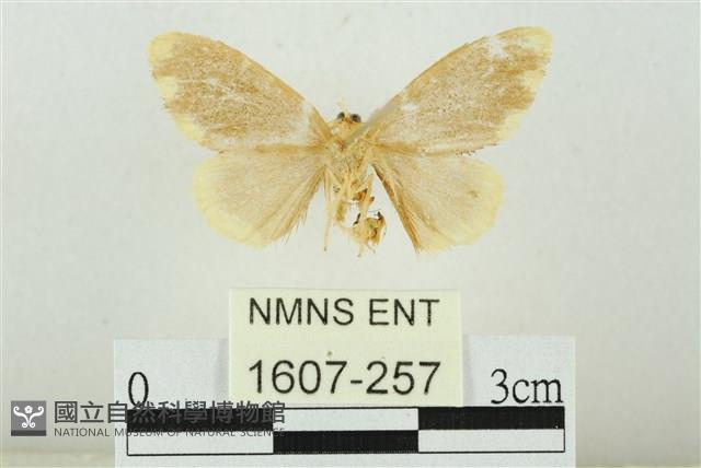 黑翅黃毒蛾藏品圖，第2張